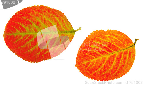 Image of autumn leaf