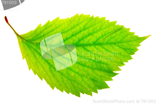 Image of autumn leaf