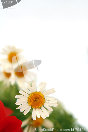 Image of Wild summer flowers