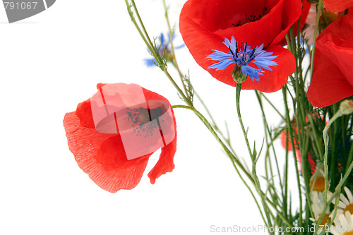 Image of Wild summer flowers