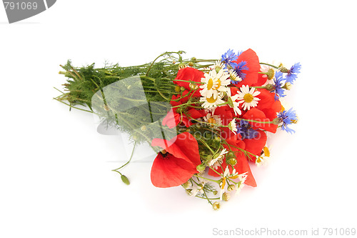 Image of Wild summer flowers