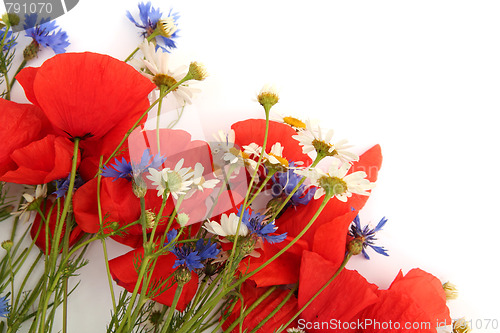 Image of Wild summer flowers