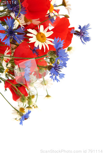 Image of Wild summer flowers