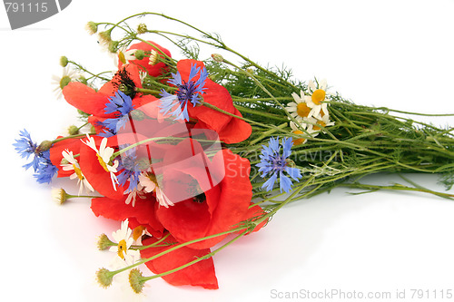 Image of Wild summer flowers