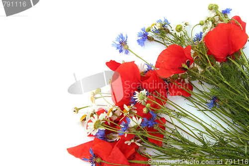 Image of Wild summer flowers