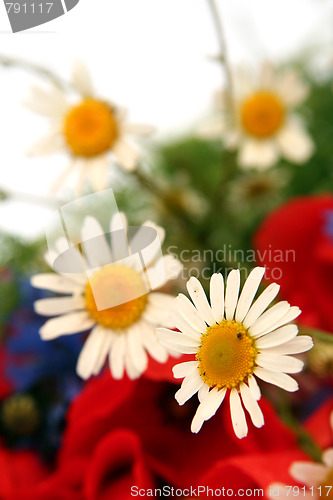 Image of Wild summer flowers