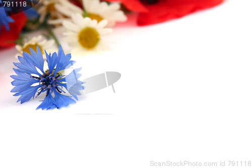 Image of Wild summer flowers