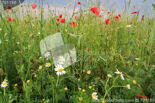 Image of Summer meadow