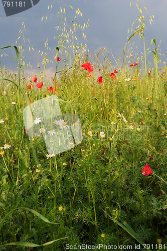 Image of Summer meadow