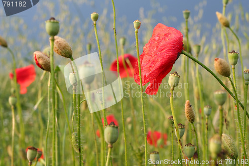 Image of Summer meadow