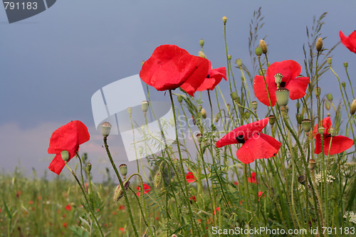 Image of Summer meadow