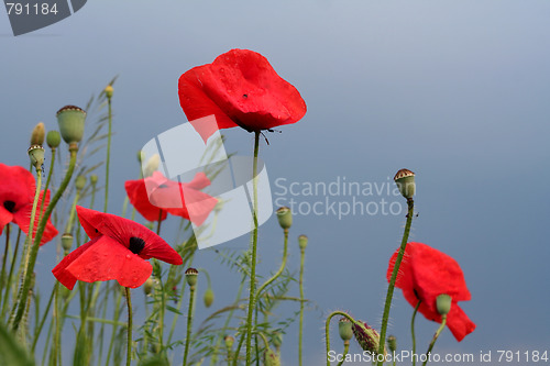 Image of Summer meadow