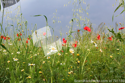 Image of Summer meadow