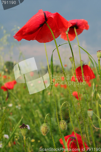 Image of Summer meadow