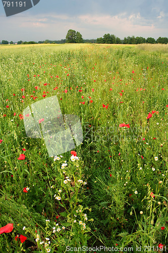 Image of Summer meadow