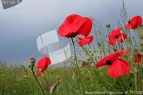 Image of Summer meadow