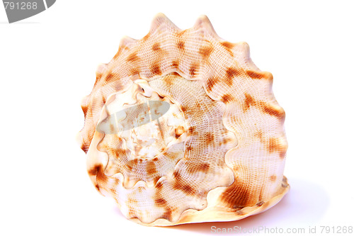 Image of Shells