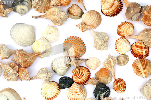 Image of Shells