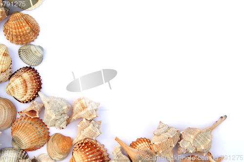 Image of Shells