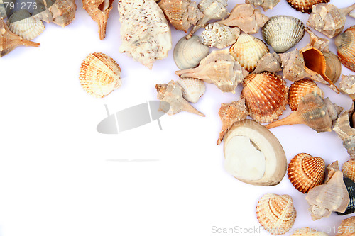 Image of Shells