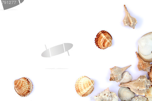 Image of Shells