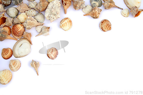 Image of Shells