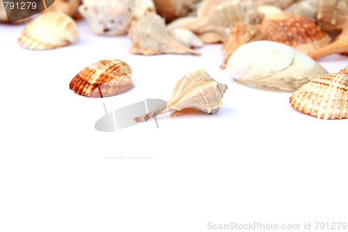 Image of Shells