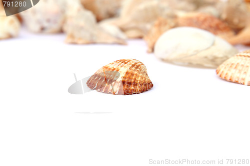 Image of Shells