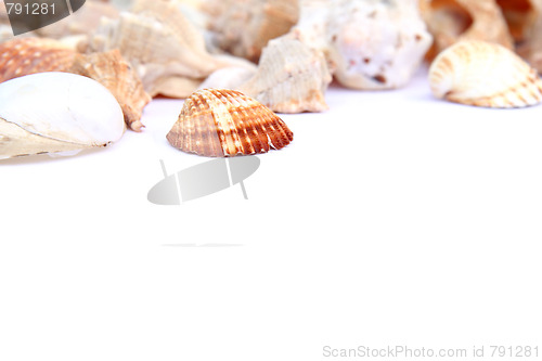 Image of Shells