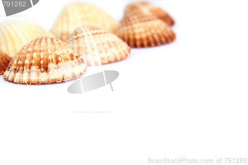 Image of Shells