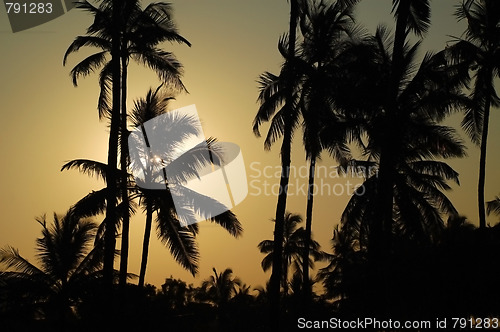 Image of Whispering Palm Trees