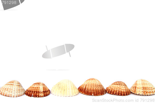 Image of Shells