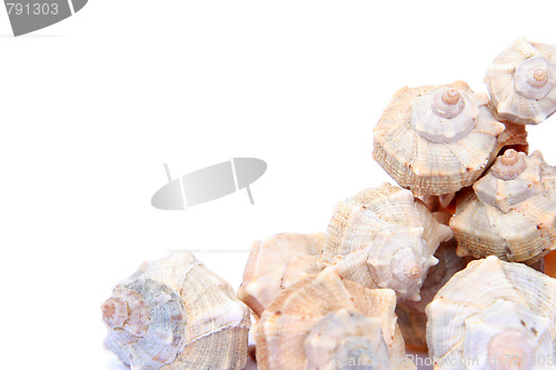 Image of Shells