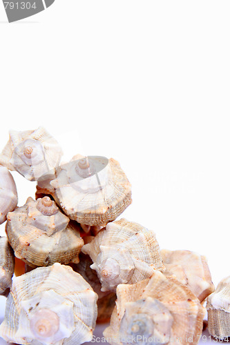 Image of Shells