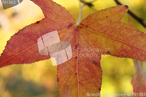Image of Autumn maple leaf