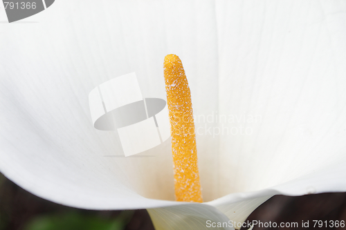 Image of Closeup of white calla