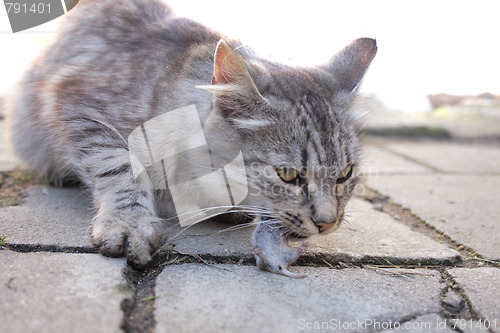 Image of cat and her mouse