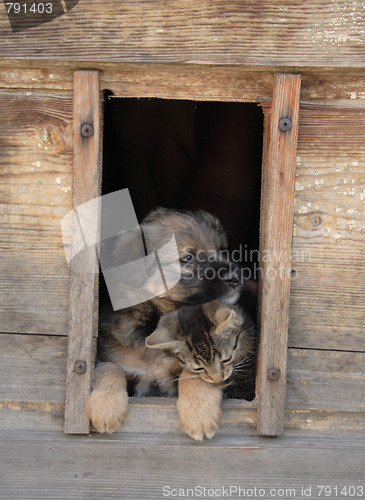 Image of cat and dog valentine day