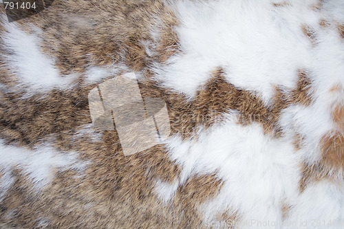 Image of rabbit skin texture