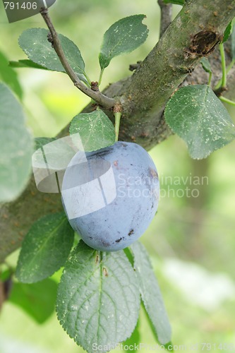 Image of plum