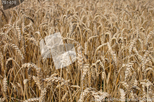 Image of golden corn