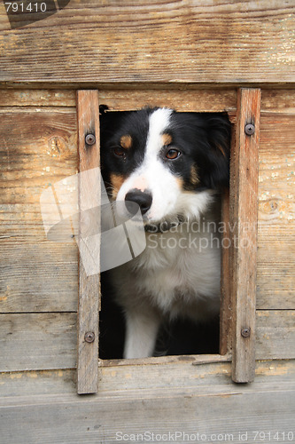 Image of dog and his home