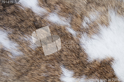 Image of rabbit skin texture