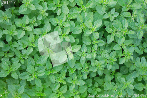 Image of green background