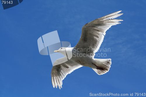 Image of Sea-gull Flying