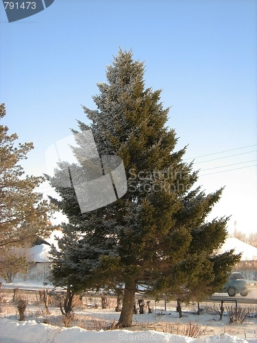 Image of Fur-tree