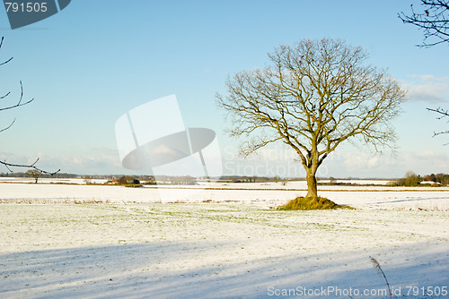 Image of Solitary Tree