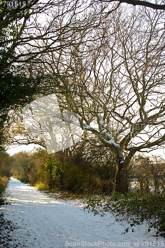 Image of Winter Walk