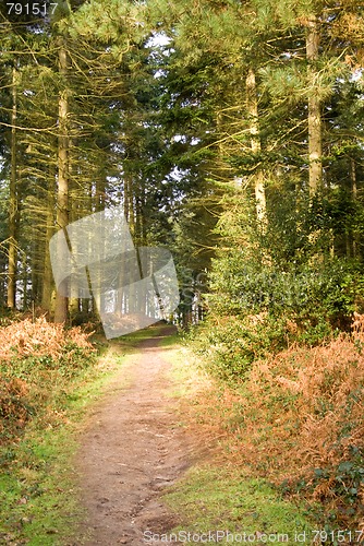 Image of Winter woodland walk