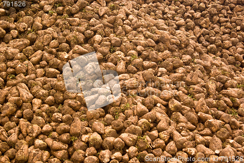 Image of Sugar Beet to go